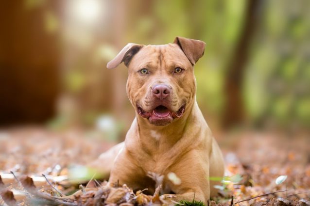 Un cane legato ad un albero si libera e provoca un incidente:...