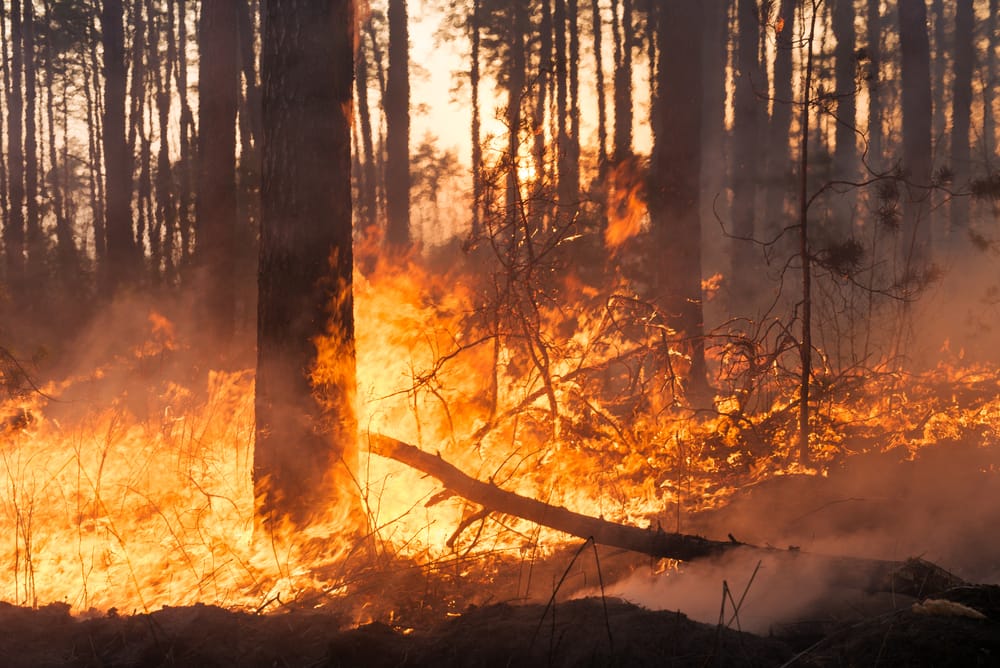 Ericino condannato per incendio a 9 mesi di reclusione. Era s...