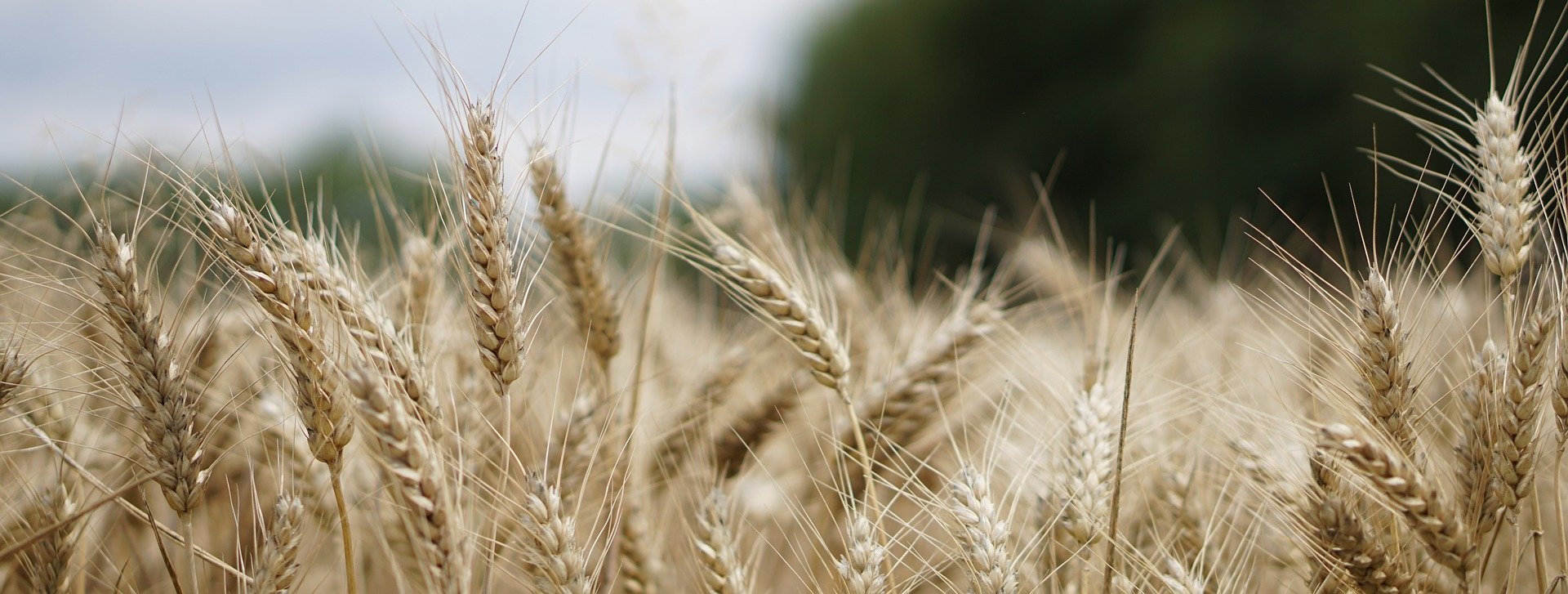 Sulla prelazione agraria.