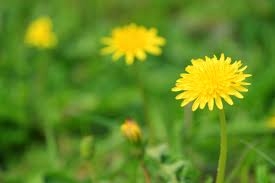 Rapporto Ispra Natura e biodiversità una ricchezza ancora a r...