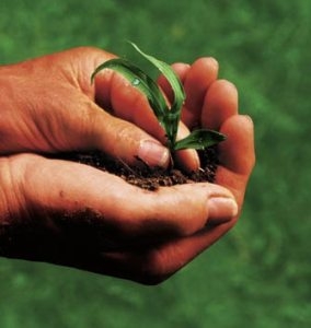 Ministero Politiche agricole, alimentari e forestali. ELENCO ...